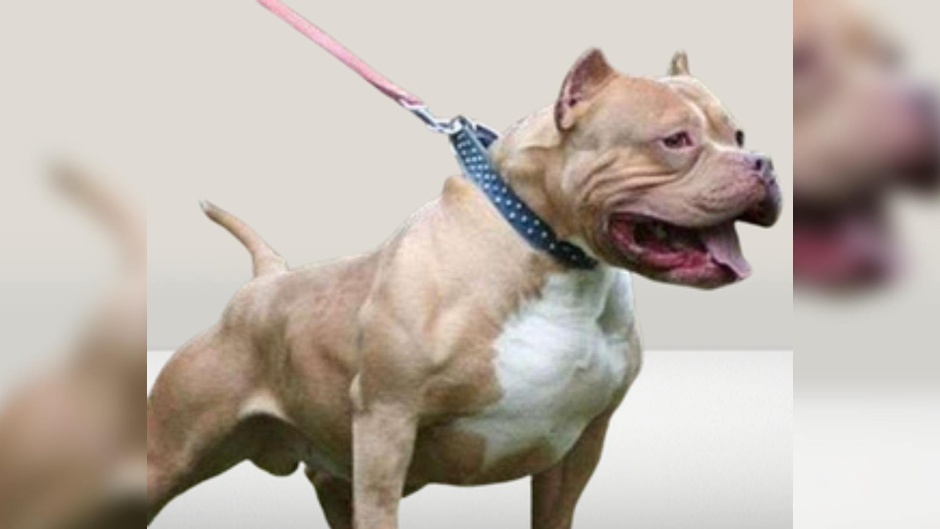 Seven-Year-Old Girl Injured In Pitbull Attack In Delhi