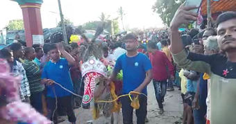 ବଳଦଙ୍କ ଘଣ୍ଟି ଶବ୍ଦରେ ଆନନ୍ଦ ମୁଖର ପରିବେଶ