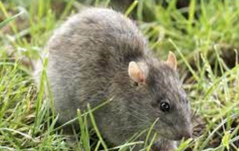 Ukrainian, Russian Troops Suffer From 'Exceptional Levels Of Rat Infestation'