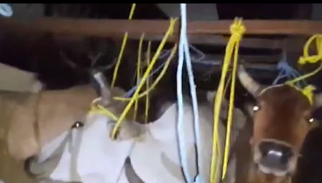 40 Heads Of Cattle Seized, 3 Traders Nabbed In Angul