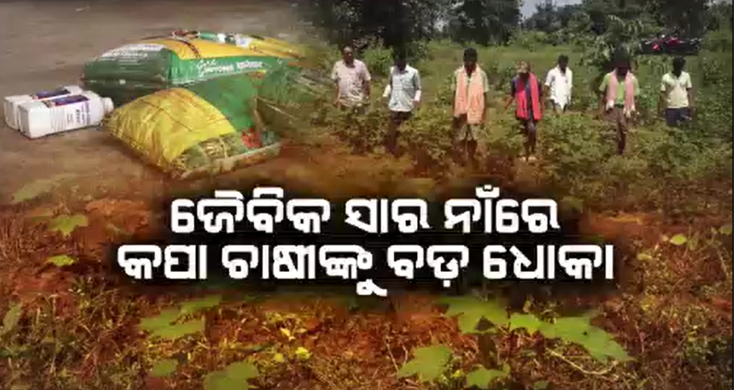 କପା ଚାଷୀଙ୍କୁ ବଡ଼ ଧୋକା