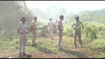 ବିପୁଳ ପରିମାଣର ଗଞ୍ଜେଇ ଚାଷ ନଷ୍ଟ