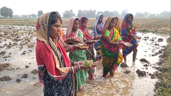 କେନାଲ ପାଣି ମାଡିଯିବାରୁ ମୁଗ ଓ ବିରି ଚାଷ ନଷ୍ଟ, ଚାଷୀ ଅସନ୍ତୋଷ