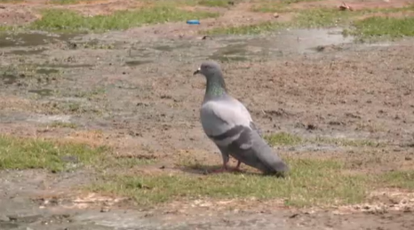 Soaring Temp Continues To Heat Odisha; Bhadrak Hottest at 35.6°C at 8.30 am