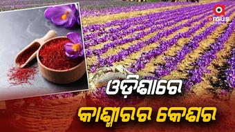 Saffron farming in Sambalpur Odisha