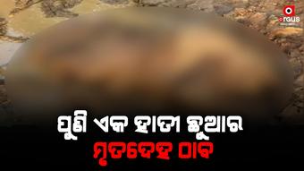 ମହୁଲପଡ଼ା ଜଙ୍ଗଲରେ ଏକ ହାତୀଛୁଆର ମୃତ ଦେହ ଠାବ, ମୃତ୍ୟୁର କାରଣ ଅସ୍ପଷ୍ଟ