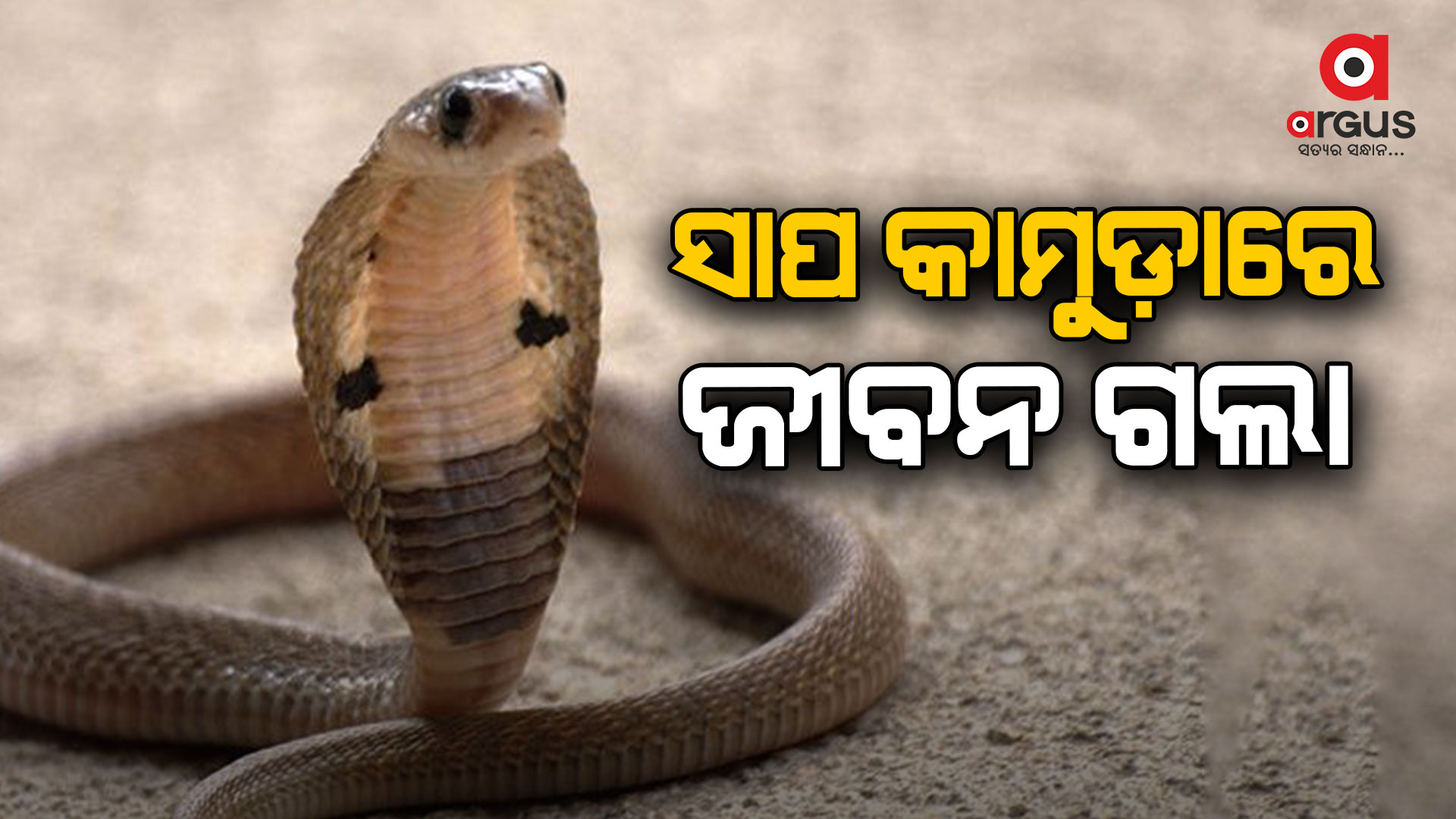ସାପ କାମୁଡ଼ାରେ ଯୁବକ ମୃତ