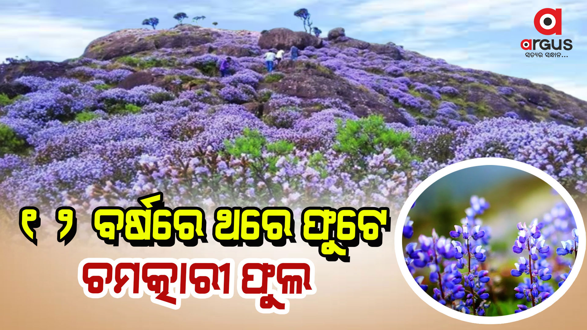 ମହକୁଛି ପାହାଡ, ଫୁଟିଲା ଫୁଲ