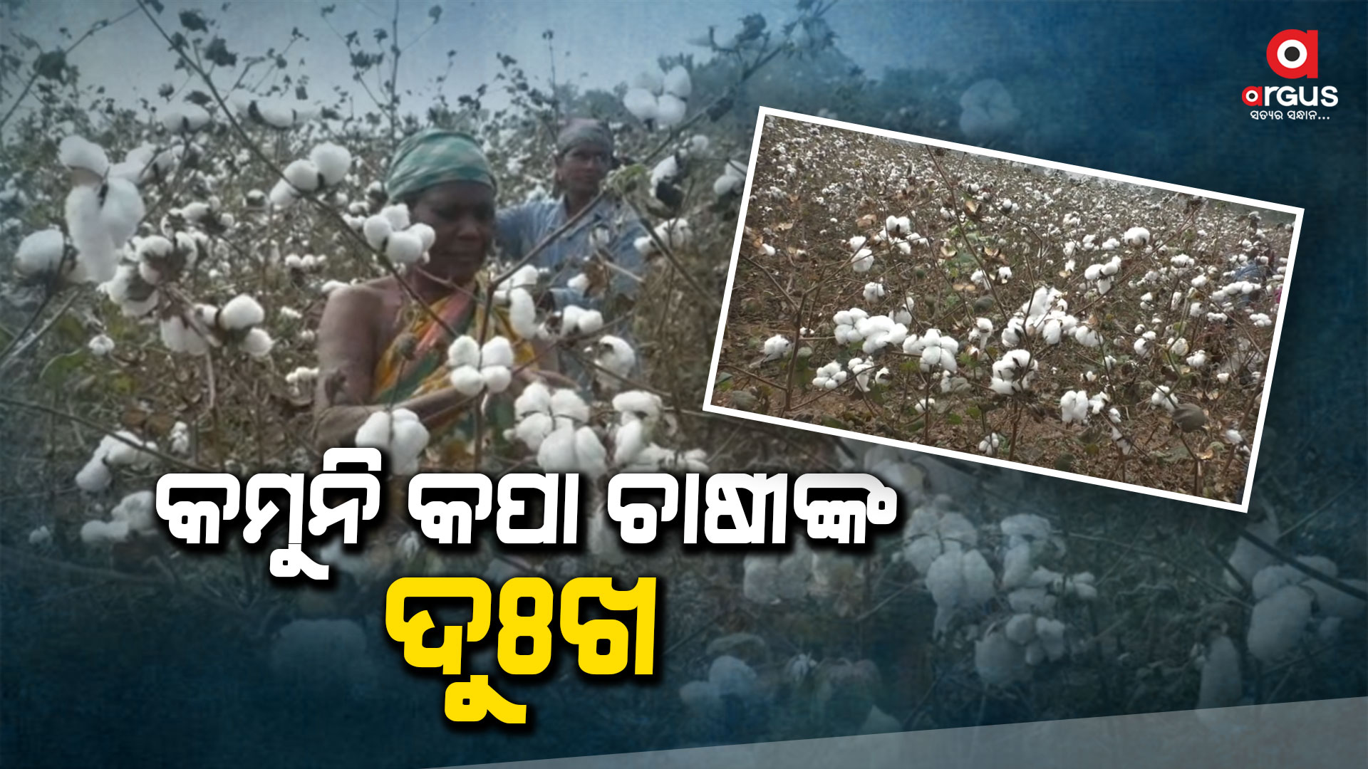 କପା ବିକିବା ପାଇଁ ମଣ୍ଡିର ବ୍ୟବସ୍ଥା ନାହିଁ