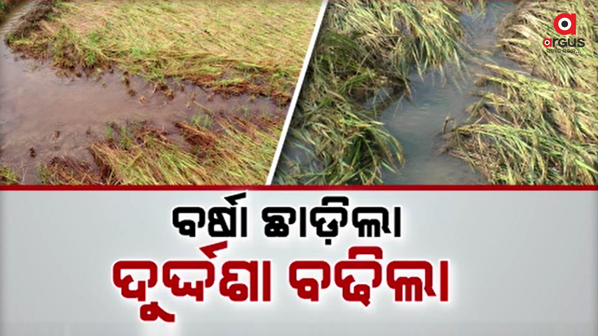 ଚାଷୀଙ୍କ ମେରୁଦଣ୍ଡ ଭାଙ୍ଗିଦେଇଛି ବାତ୍ୟା `ମିଗଜୋମ୍'