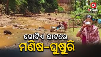 ଗୋଟିଏ ସ୍ଥାନରୁ ସାଙ୍ଗ ହୋଇ ଶୋଷ ମେଣ୍ଟାଉଛନ୍ତି ମଣିଷ ଓ ଘୁଷୁରି