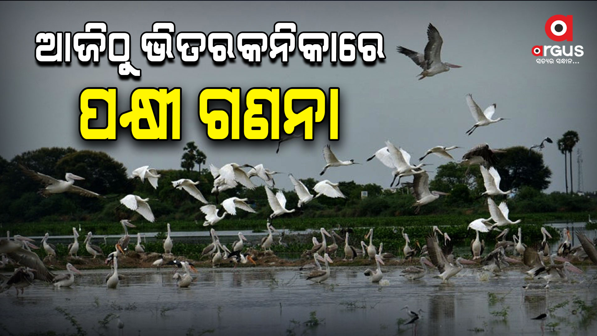 ଆଜିଠୁ ଭିତରକନିକା ଜାତୀୟ ଉଦ୍ୟାନରେ ଆରମ୍ଭ ହେବ ପକ୍ଷୀ ଗଣନା