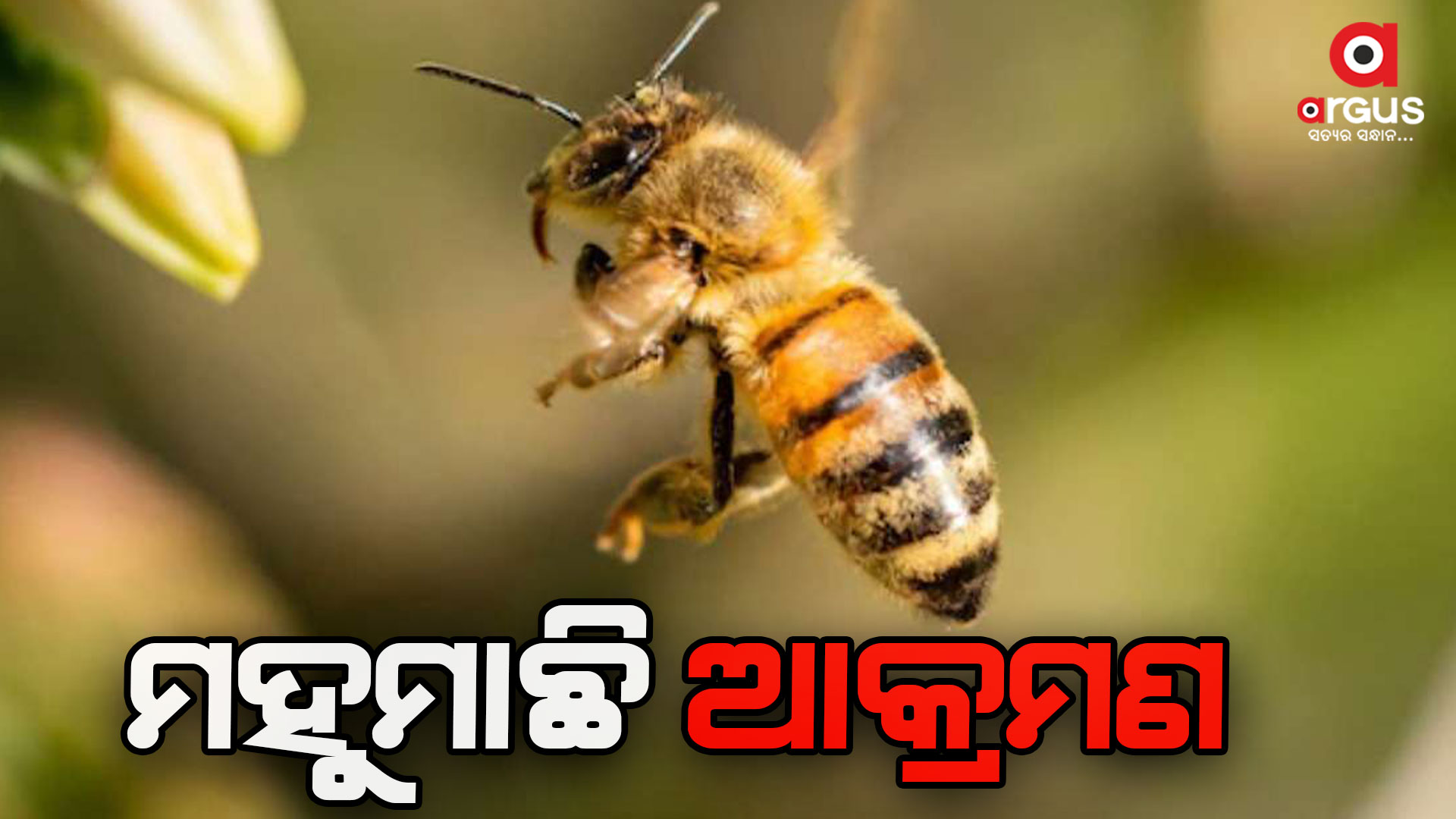 ମହୁମାଛି ଆକ୍ରମଣରେ ୬ ଆହତ