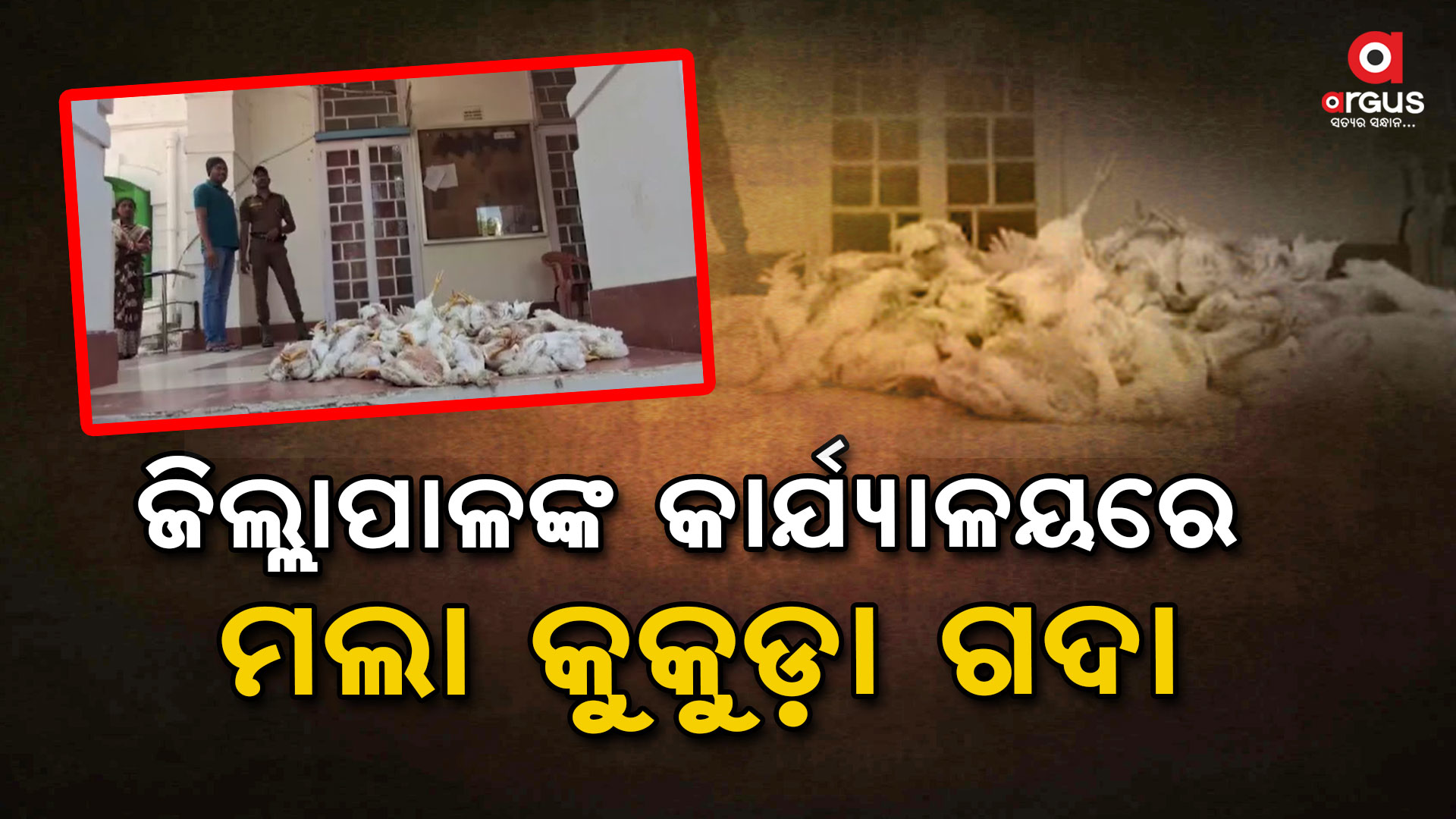 ମୟୂରଭଞ୍ଜ ଜିଲ୍ଲାପାଳଙ୍କ କାର୍ଯ୍ୟାଳୟରେ ଗଦା ଗଦା ମଲା କୁକୁଡ଼ା