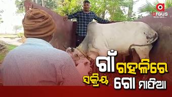 ଚାଲାଣ ବେଳେ ଧରାପଡିଲେ ଗୋରୁ ମାଫିଆ