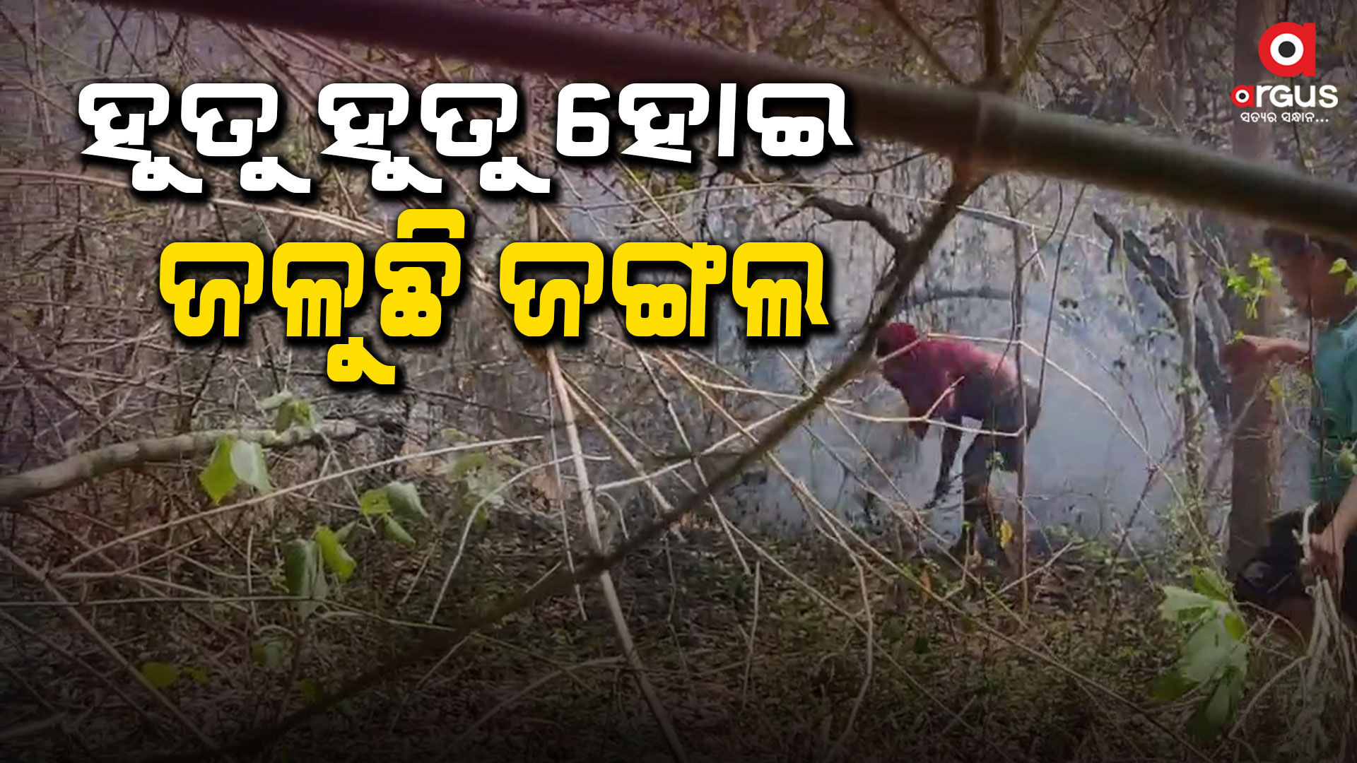 ନିଆଁ ଲାଗି ପୋଡ଼ିଗଲା ଏକର ଏକର ଜଙ୍ଗଲ