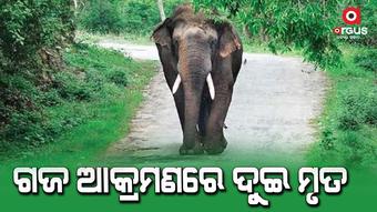 ନରହନ୍ତା ଦନ୍ତା ହାତୀ ଆକ୍ରମଣରେ୨ ବୃଦ୍ଧାଙ୍କ ମୃତ୍ୟୁ