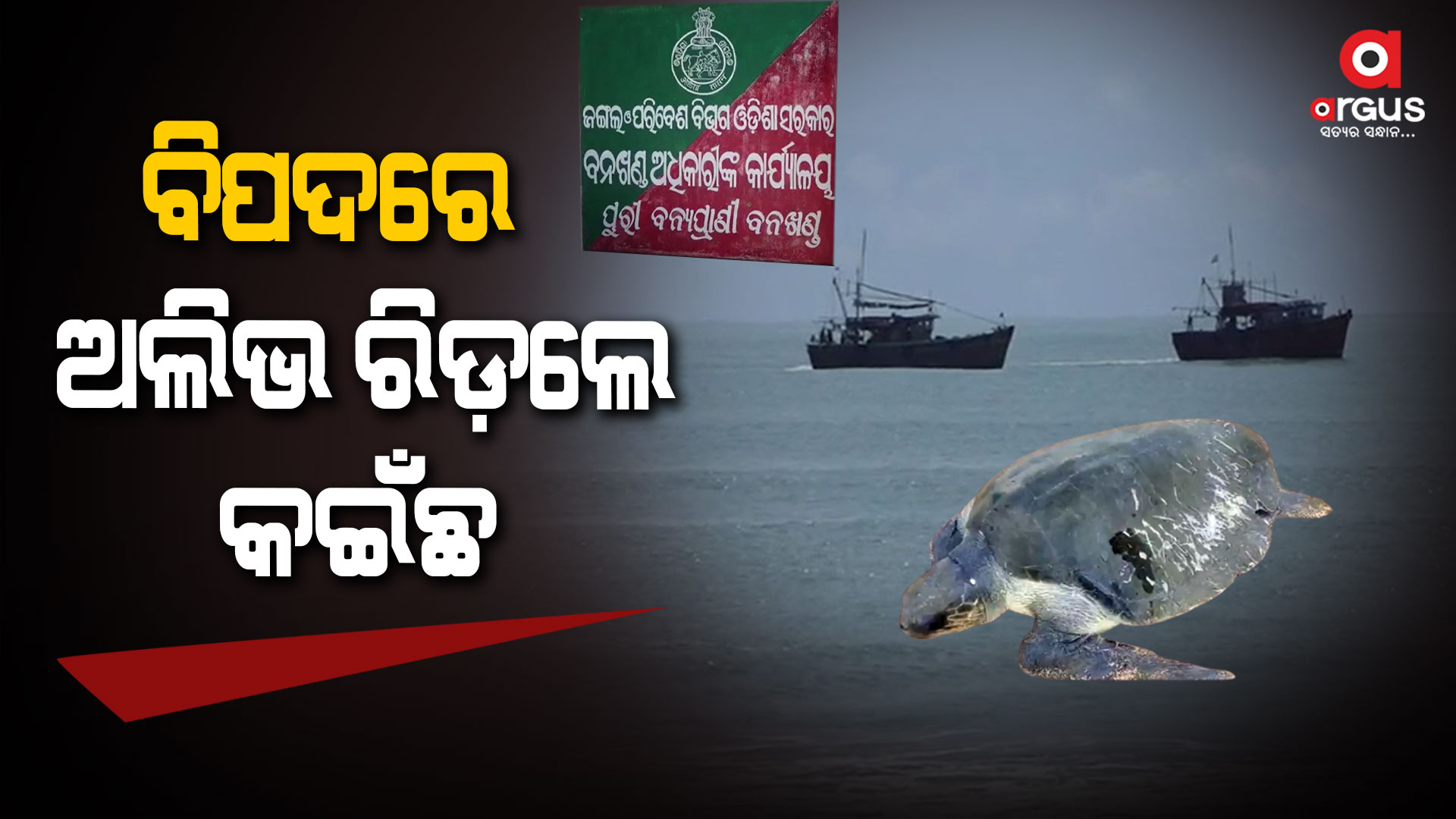 ପୁରୀ ବେଳାଭୂମିରେ ଅସୁରକ୍ଷିତ ଅଲିଭ ରିଡ଼ଲେ କଇଁଛ