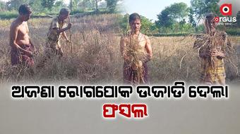 ଅନ୍ନ ଯୋଗାଉଥିବା ଚାଷୀଙ୍କ ମୁହଁରେ ହସ ଦେବାରେ ବିଫଳ ରାଜ୍ୟ ସରକାର