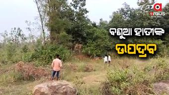 ଧାନ କ୍ଷେତରେ ପଶି ନଷ୍ଟ କରୁଛନ୍ତି ଫସଲ