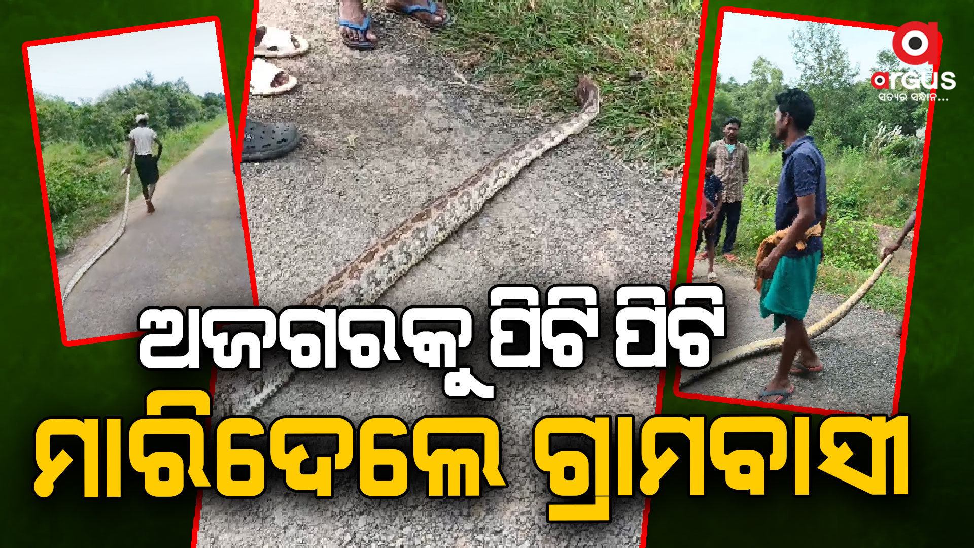 ବିରାଟକାୟ ଅଜଗରକୁ ପିଟି ପିଟି ମାରିଦେଲେ ଗ୍ରାମବାସୀ