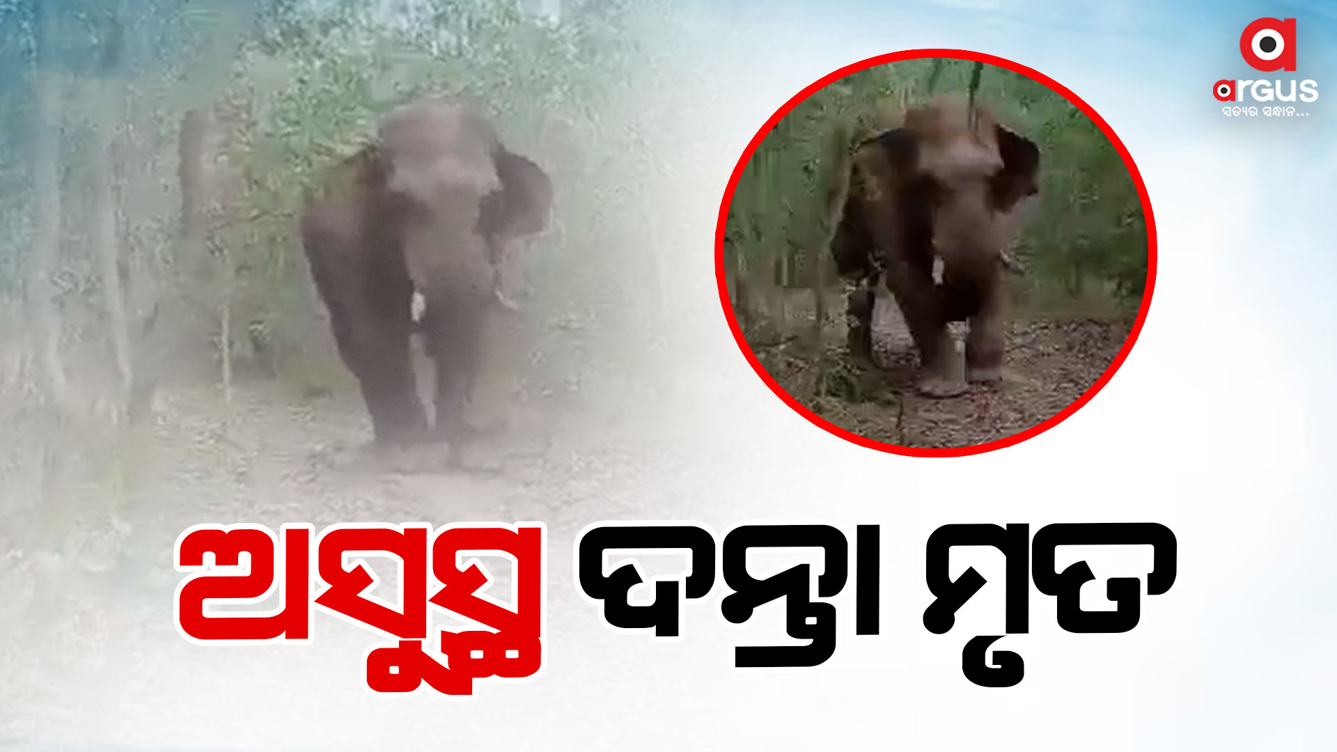 ଚିକିତ୍ସାଧୀନ ହାତୀର ମୃତ୍ୟୁ
