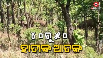 ବେଲଘର ବନାଞ୍ଚଳରେ ହାତୀ ଆତଙ୍କ