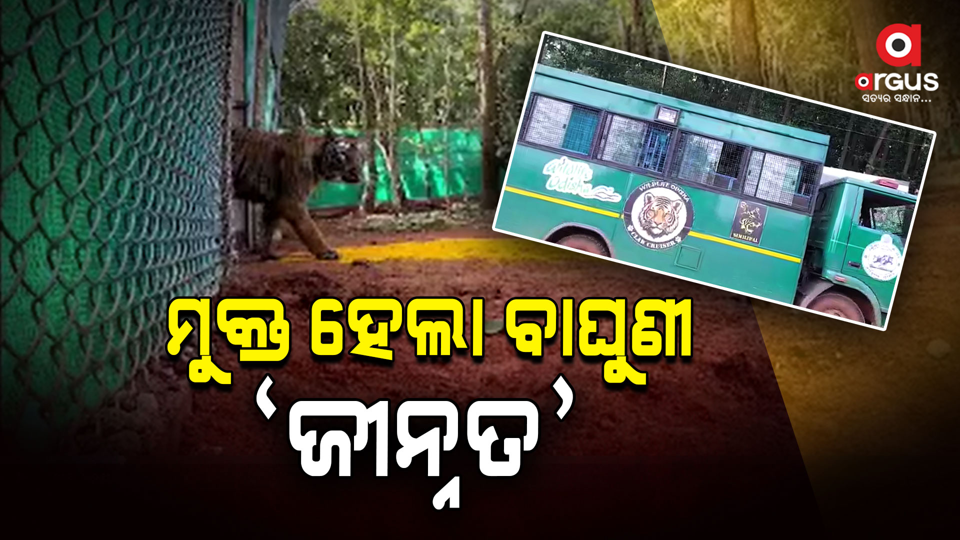 ସଫ୍ଟ ଏନକ୍ଲୋଜରରୁ ମୁକ୍ତ ହେଲା ବାଘୁଣୀ 'ଜୀନ୍ନତ'
