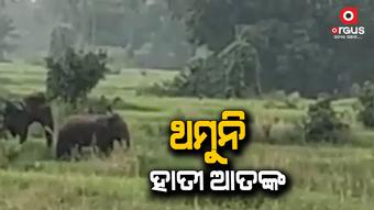 ଜଶିପୁର ଓ କାମାକ୍ଷାନଗରରେ ହାତୀ ଉପଦ୍ରବ