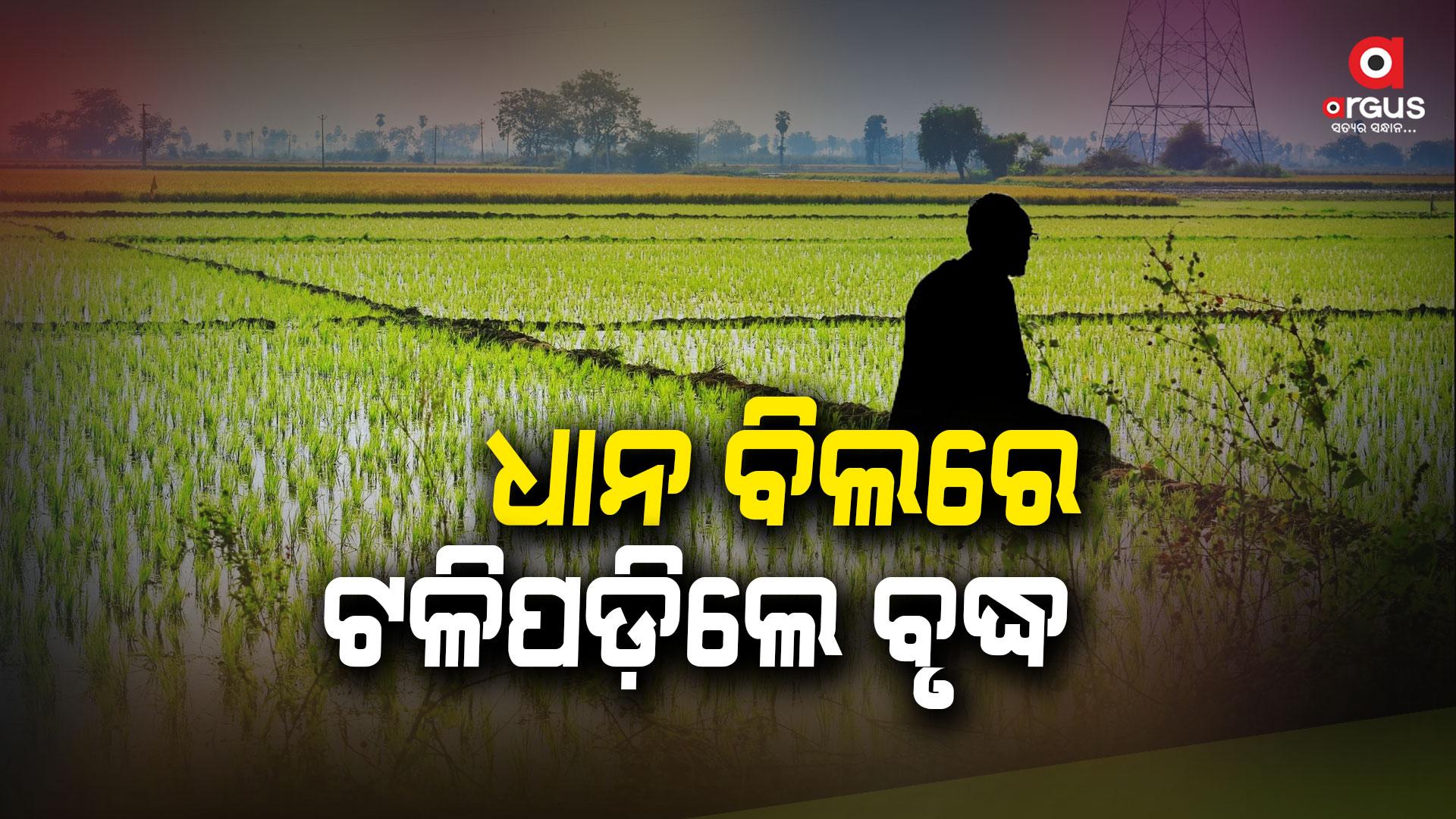 ଧାନ ବିଲରେ ପଡ଼ି ବୃଦ୍ଧ ମୃତ