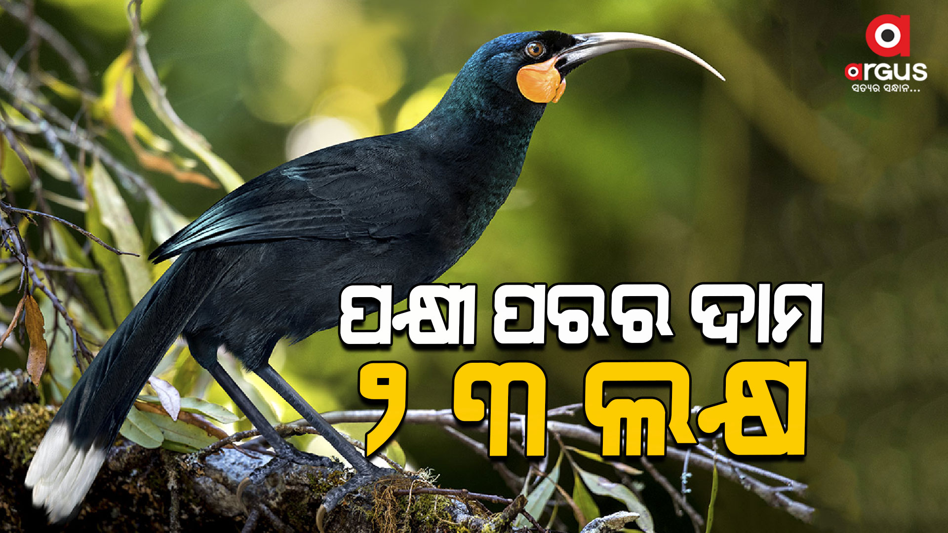 ଦୁନିଆର ସବୁଠାରୁ ମହଙ୍ଗା ହୁଇୟ ପକ୍ଷୀର ପର