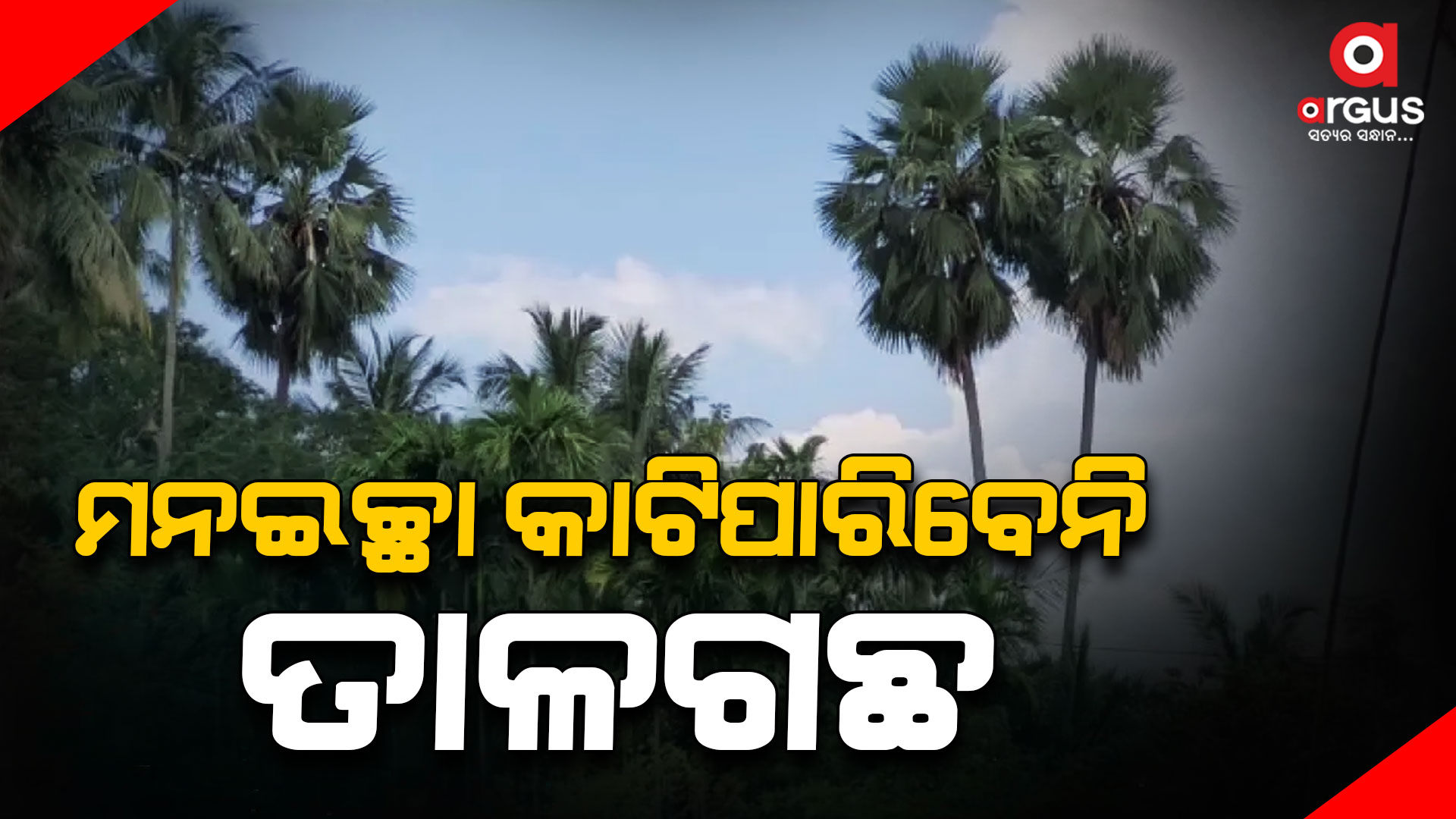 ବିନା ଅନୁମତିରେ ତାଳଗଛ କାଟିଲେ ନିଆଯିବ କଡ଼ା କାର୍ଯ୍ୟାନୁଷ୍ଠାନ