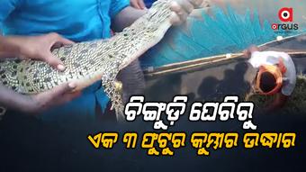 ମନ୍ତେଇ ନଦୀରେ ଛଡାଗଲା କୁମ୍ଭୀର