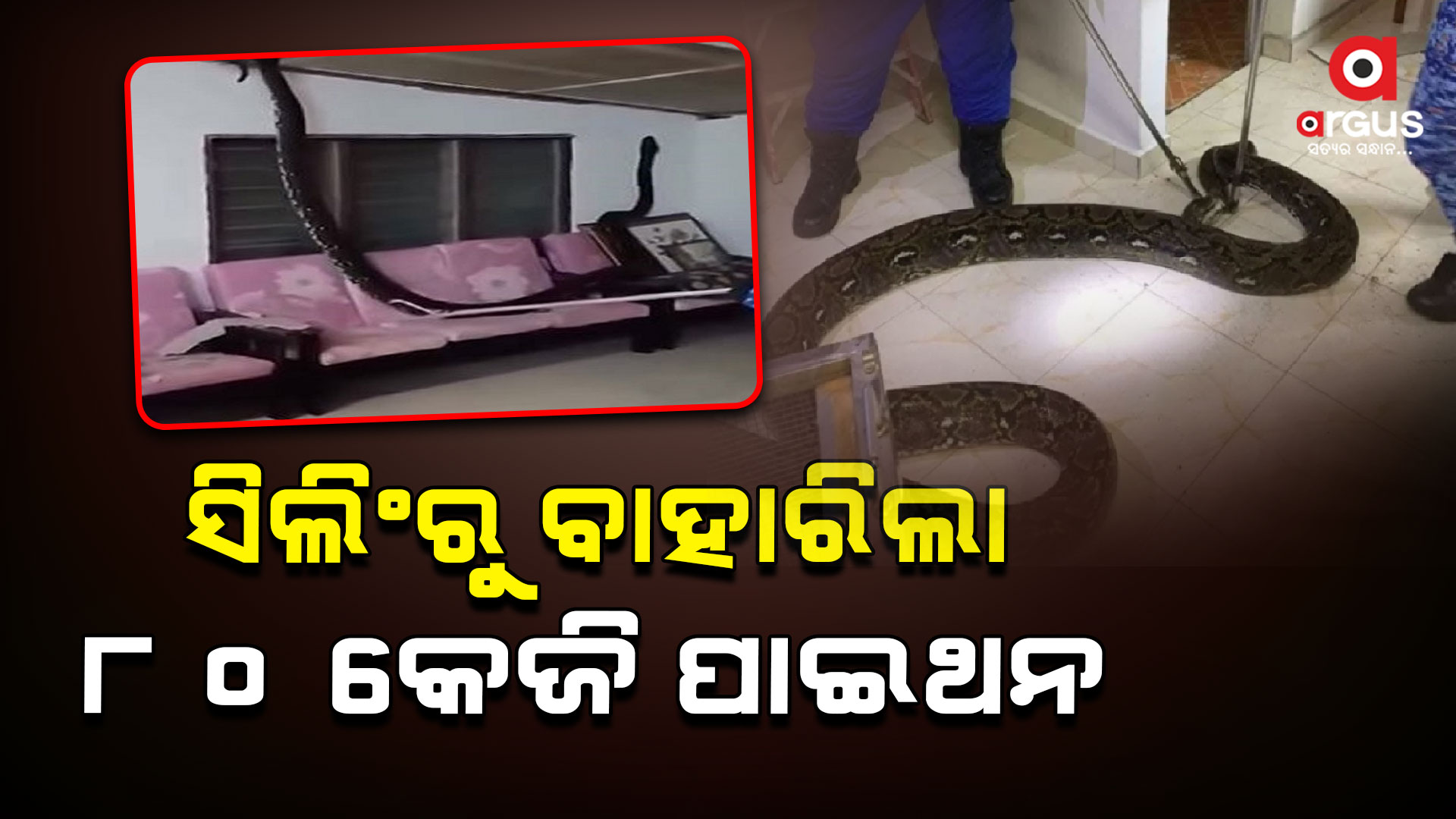 ଘର ସିଲିଂରୁ ବାହାରିଲା ୮୦ କେଜିର ଅଜଗର ସାପ , ଭାଇରାଲ ହେଲା ଭିଡିଓ