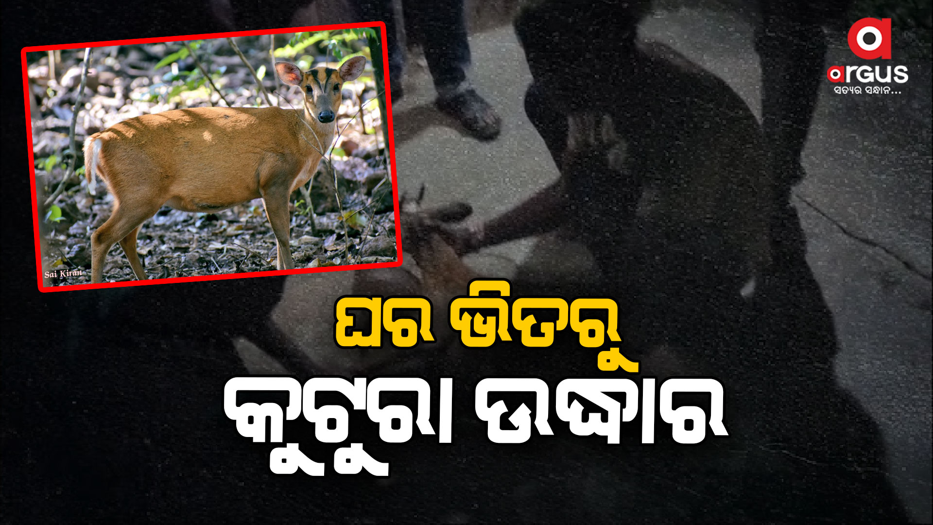 ଘର ଭିତରୁ କୁଟୁରାକୁ ଉଦ୍ଧାର କଲା ବନ ବିଭାଗ