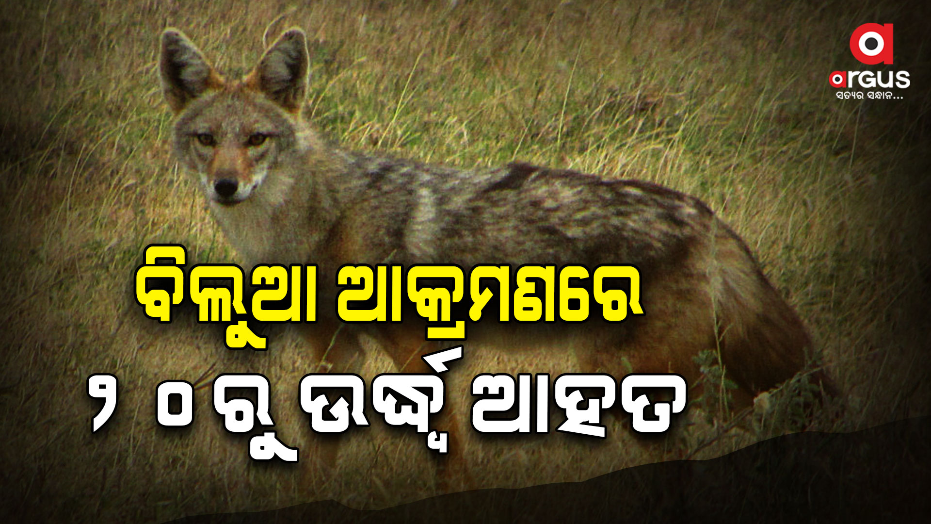 ବିଲୁଆ ଆକ୍ରମଣରେ ୨୦ରୁ ଉର୍ଦ୍ଧ୍ୱ ଆହତ