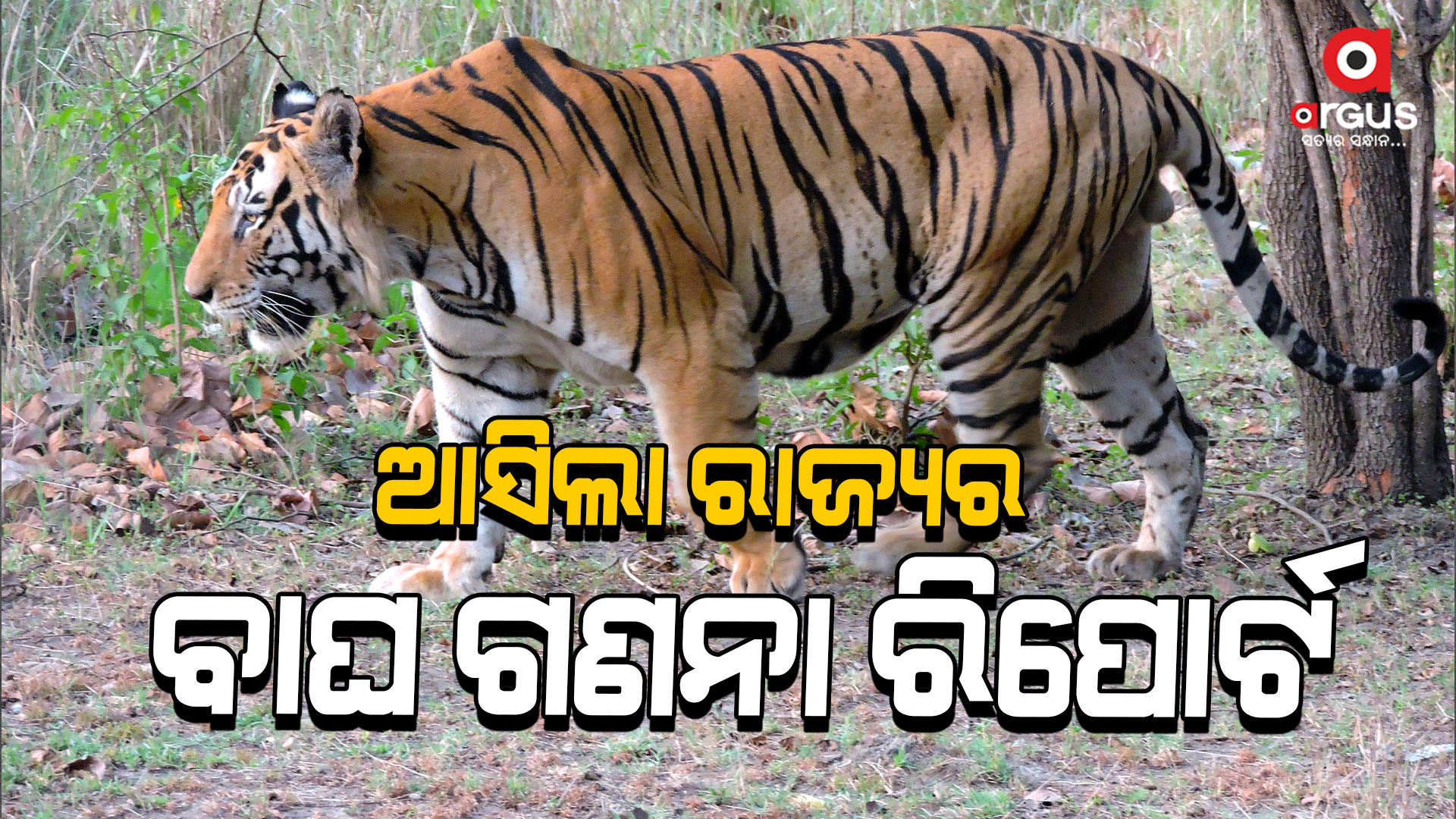 ଓଡିଶା ଜଙ୍ଗଲରେ ଅଛନ୍ତି ୩୦ ମହାବଳ ବାଘ