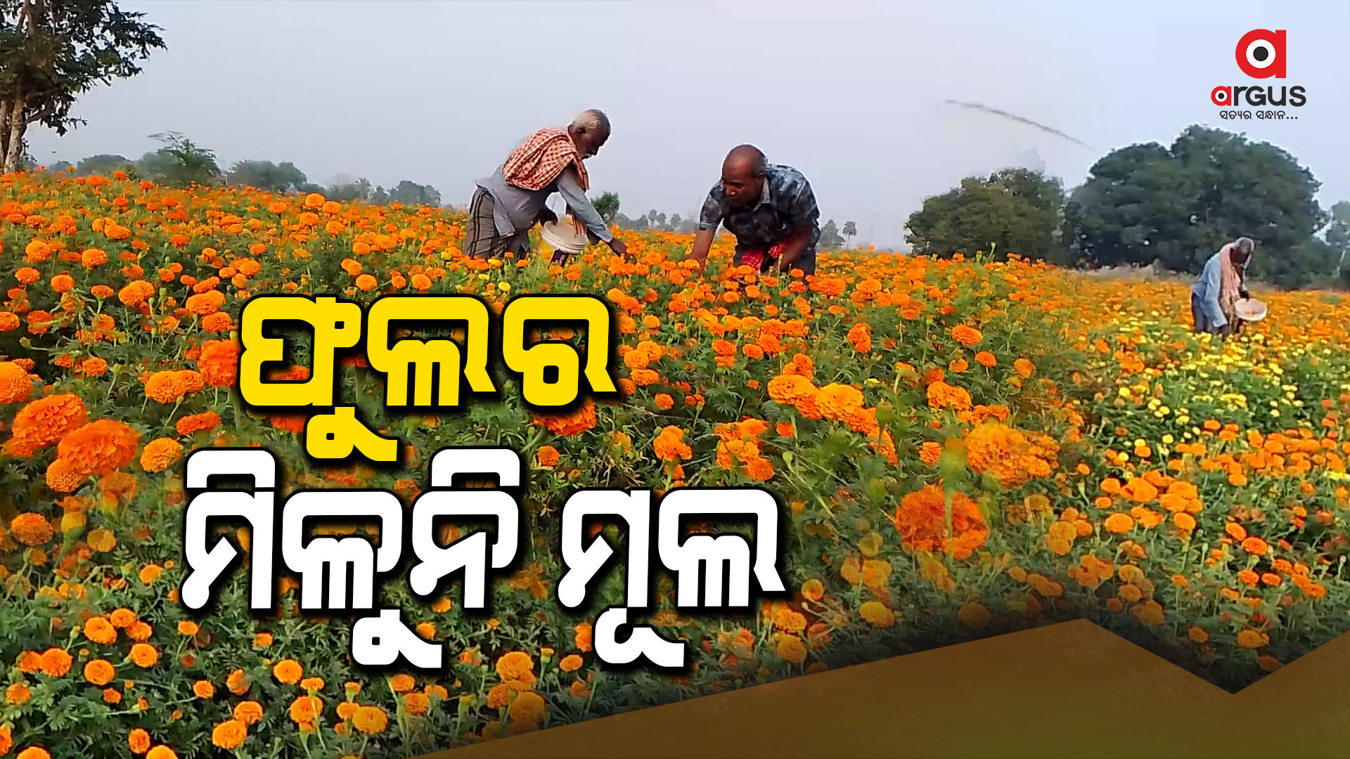 ଗେଣ୍ଡୁଫୁଲ ଚାଷରୁ ଚାଷୀଙ୍କୁ ମୂଳଧନ ବି ମିଳୁନି