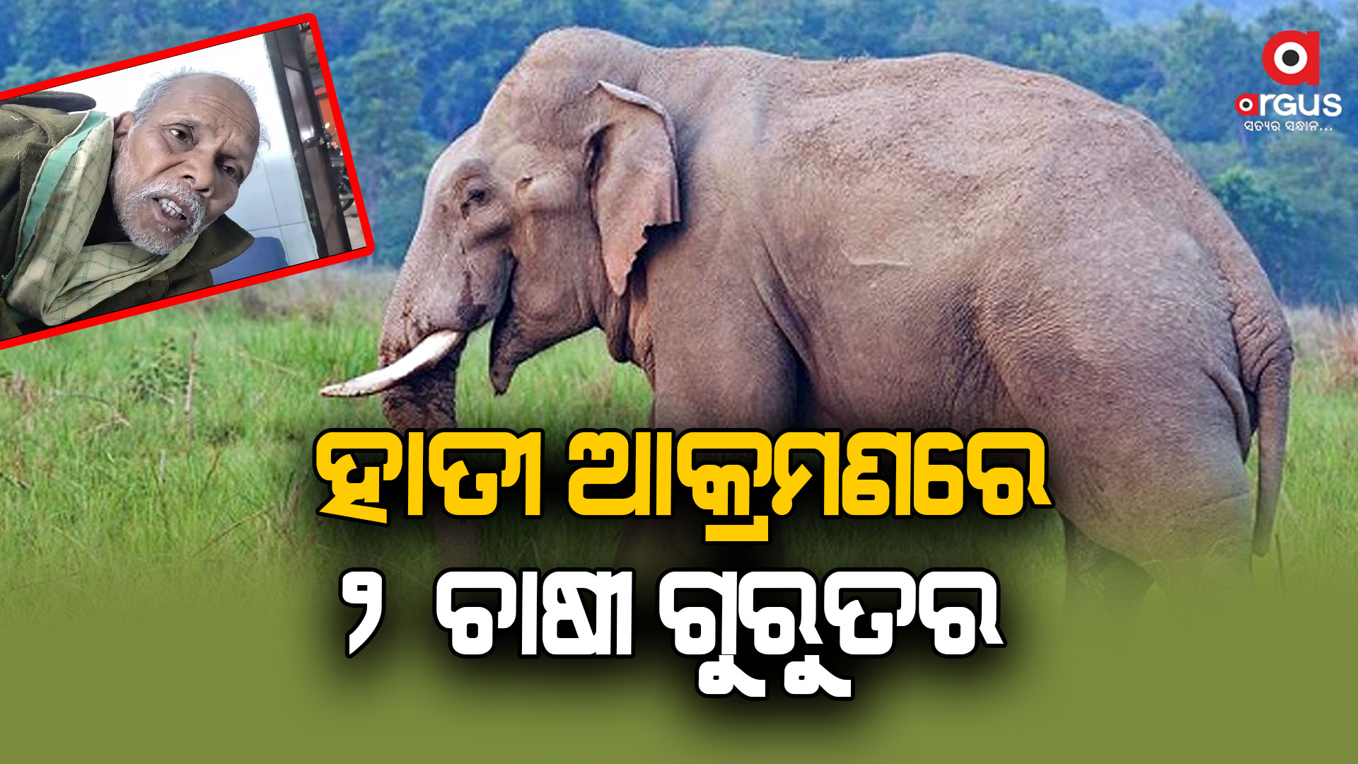 ଧାନ ଗଦା ଜଗିଥିବାବେଳେ ଶୁଣ୍ଢରେ ଟେକି କଚାଡିଲା ହାତୀ