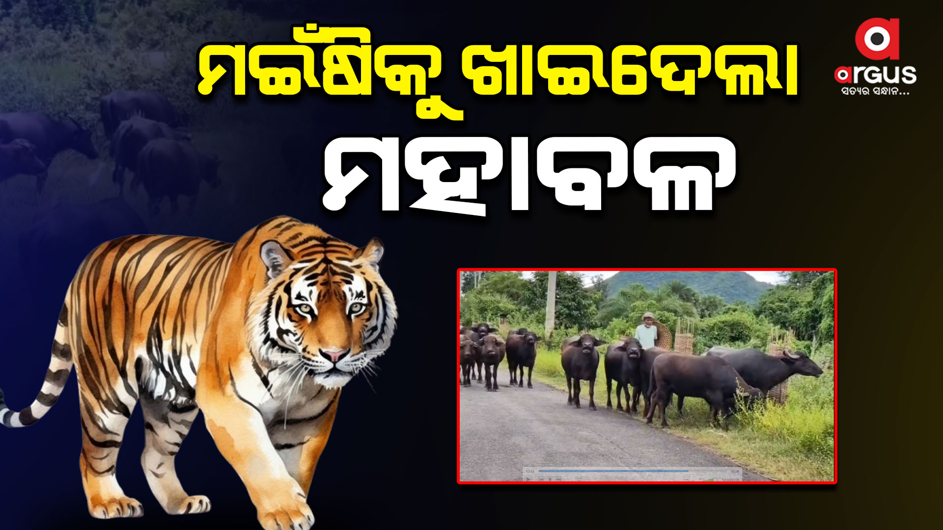 ଘୁମୁସର ବନଖଣ୍ଡକୁ ପୁଣି ଫେରିଲା ମହାବଳ