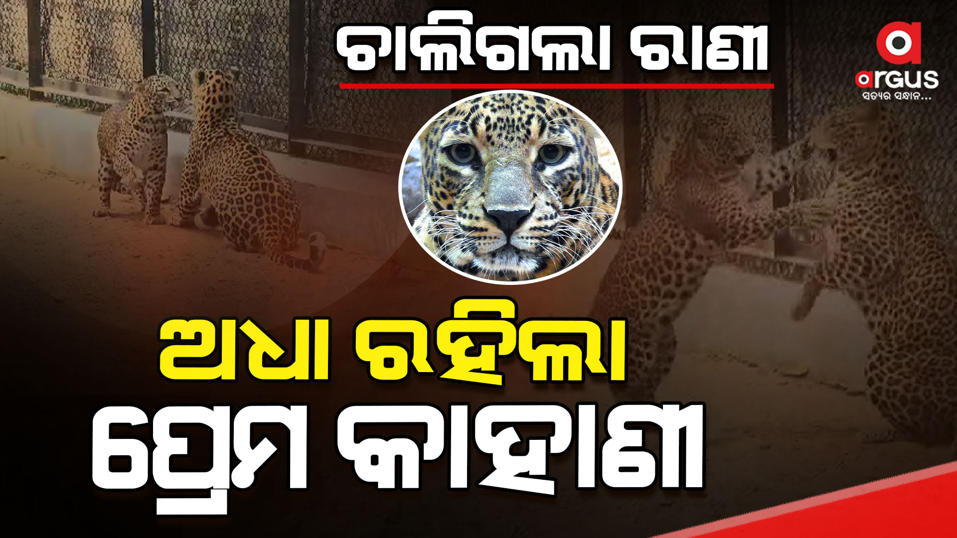 ରାଜା- ରାଣୀ ଙ୍କ ପ୍ରେମ କାହାଣୀ ଅଧୁରା , ଚାଲିଗଲା ବାଘ 'ରାଣୀ'
