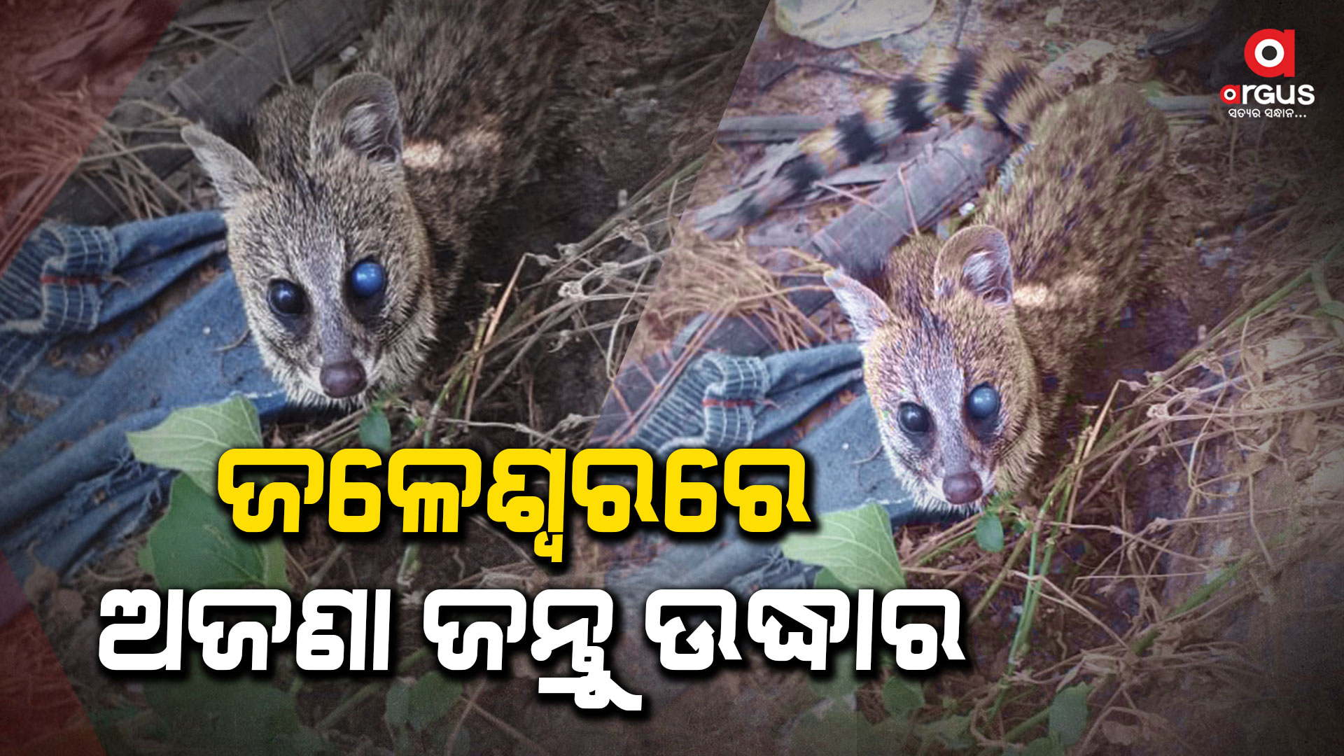 ପୁଣି ଅଜଣା ଜନ୍ତୁ ଉଦ୍ଧାର, ହେପାଜତକୁ ନେଲା ବନ ବିଭାଗ