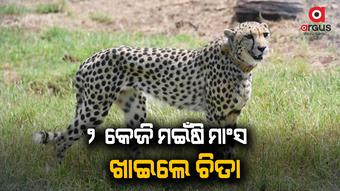 ଭାରତରେ ପ୍ରଥମ ଥର ଖାଦ୍ୟ ଖାଇଲେ ଚିତା