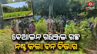 ବୌଦ୍ଧ ଜିଲ୍ଲାରେ ବେଆଇନ ଗଞ୍ଜେଇ ଗଛ ବଢ଼ିବାରେ ଲାଗିଛି