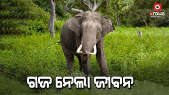 ହାତୀ ଆକ୍ରମଣରେ ବୃଦ୍ଧ ମୃତ୍ୟୁ