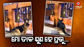 ଘଣ୍ଟି ବଜେଇ ପ୍ରାର୍ଥନା କରୁଛି କୁକୁର