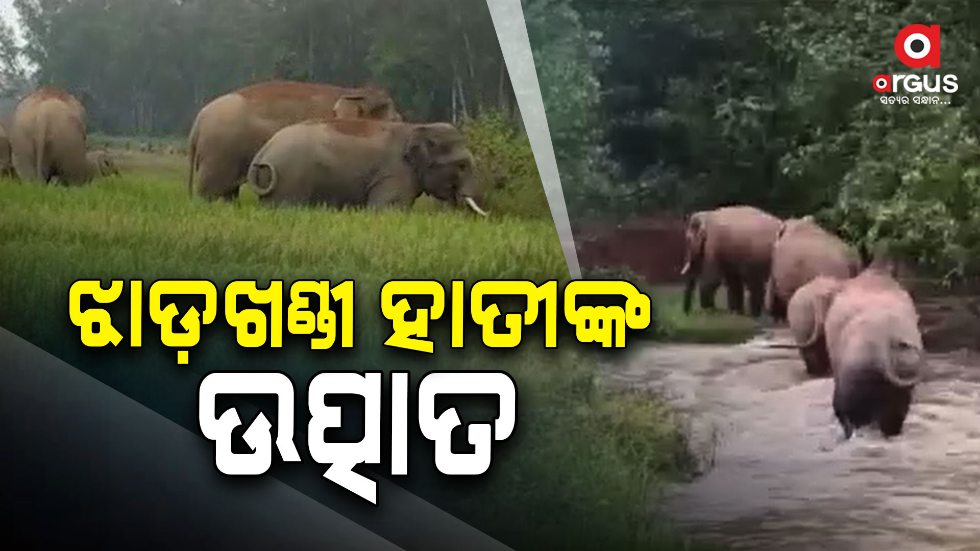 କରଞ୍ଜିଆ ବନଖଣ୍ଡକୁ ଲେଉଟିଲେ ୨୮ ଟିକିଆ ଝାଡଖଣ୍ଡୀ ହାତୀ