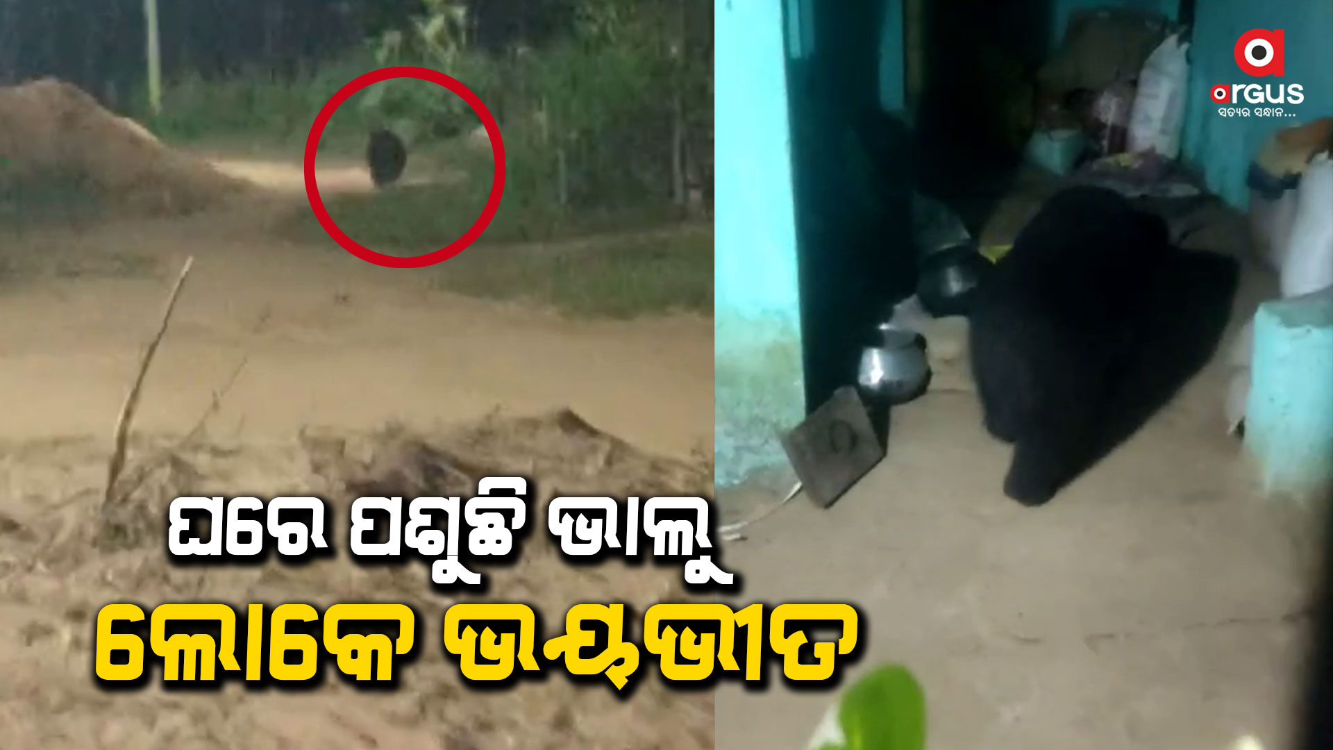 ଗାଁ'ରେ ଭାଲୁ ଆତଙ୍କ, ଘରେ ପଶୁଛି ଭାଲୁ