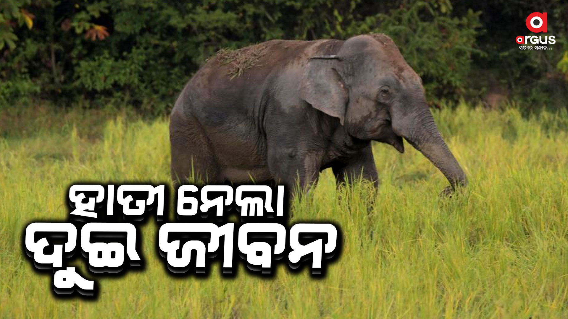 ବିଲକୁ ଯିବା ସମୟରେ ଦୁଇ କୃଷକଙ୍କୁ ଦଳିଦେଲା ଦନ୍ତା