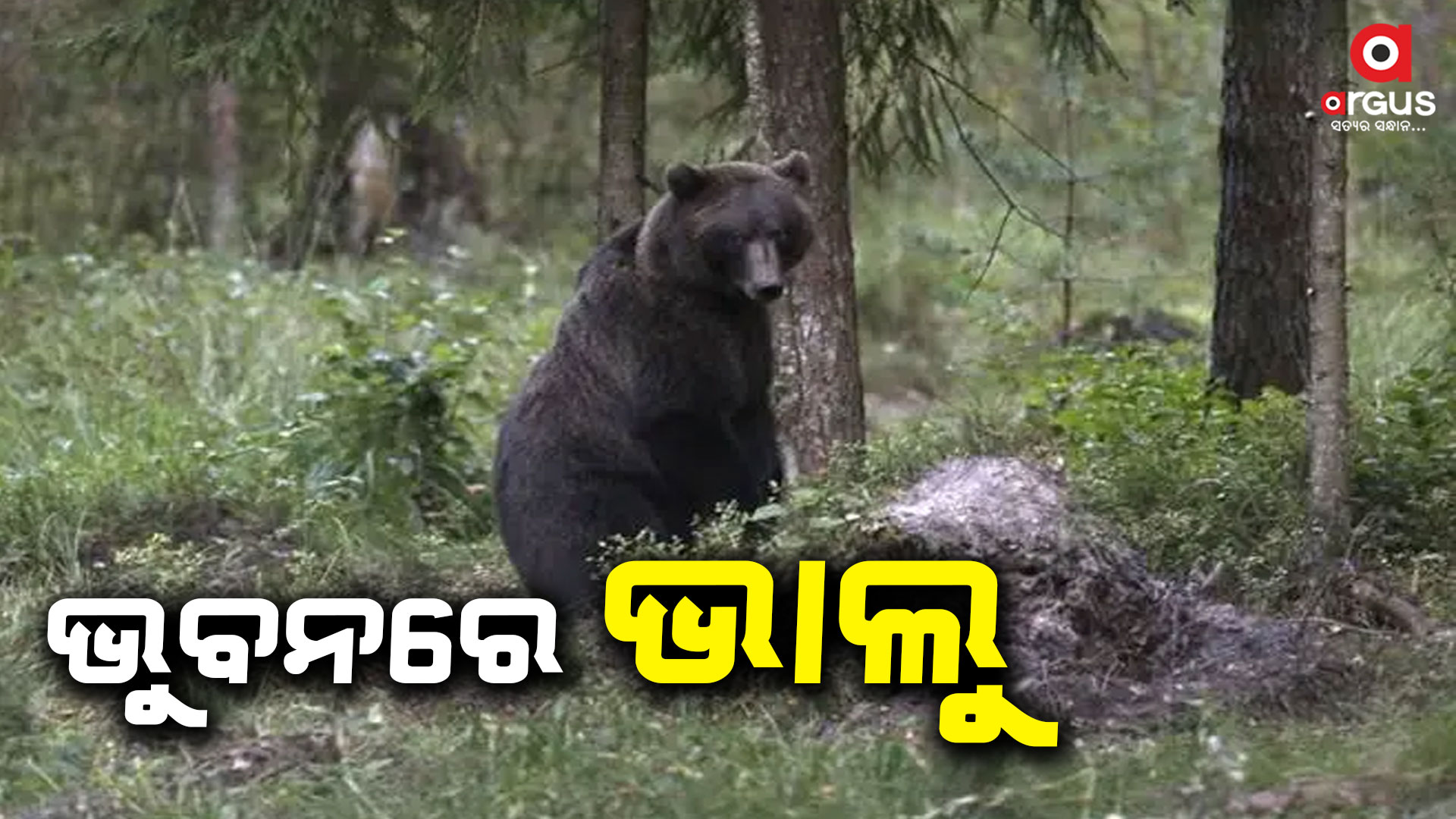 ଗତ କିଛିଦିନ ହେଲା ଭୁବନରେ ଦେଖାଦେଇଛି ଭାଲୁ ଆତଙ୍କ